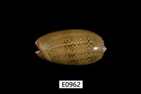 藏品(臺灣榧螺)的圖片